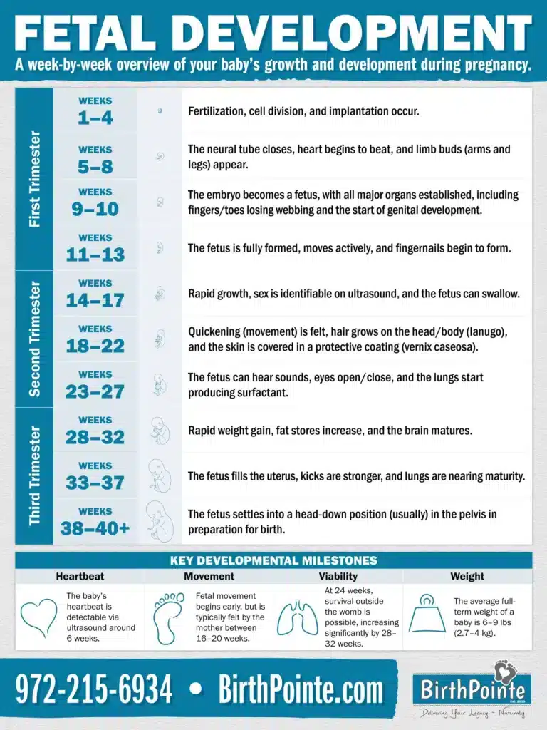 Fetal Development poster by BirthPointe birthing Center Irving, TX